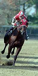 Seabiscuit Seabiscuit